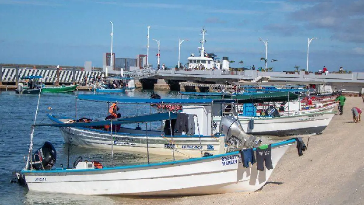 Cancelan nado con tiburón ballena en La Paz